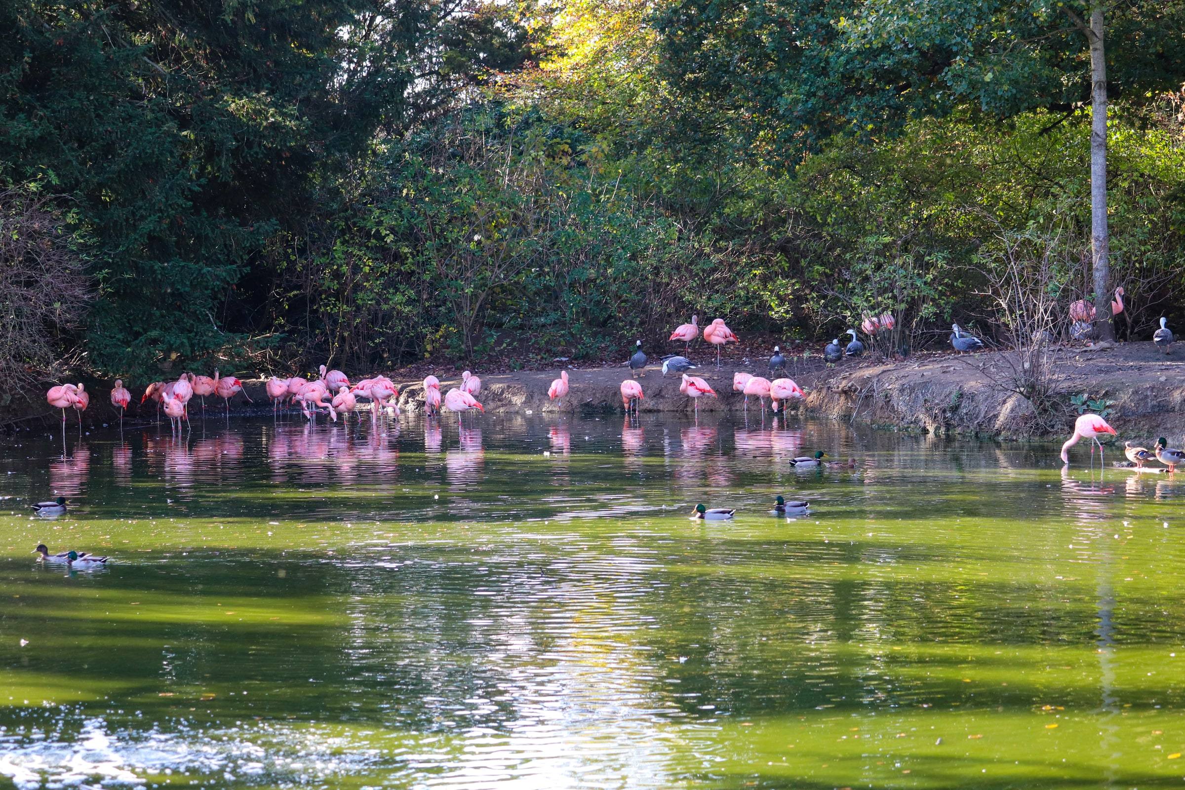 A flock of pink Chilean flamingos standing in the shallows along the far bank of a green pond, reflected in the water, with ducks swimming in the foreground and dense trees behind them.